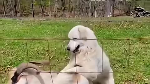 Animal funny videos😂😂😂