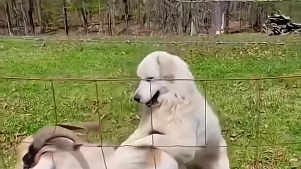 Animal funny videos😂😂😂