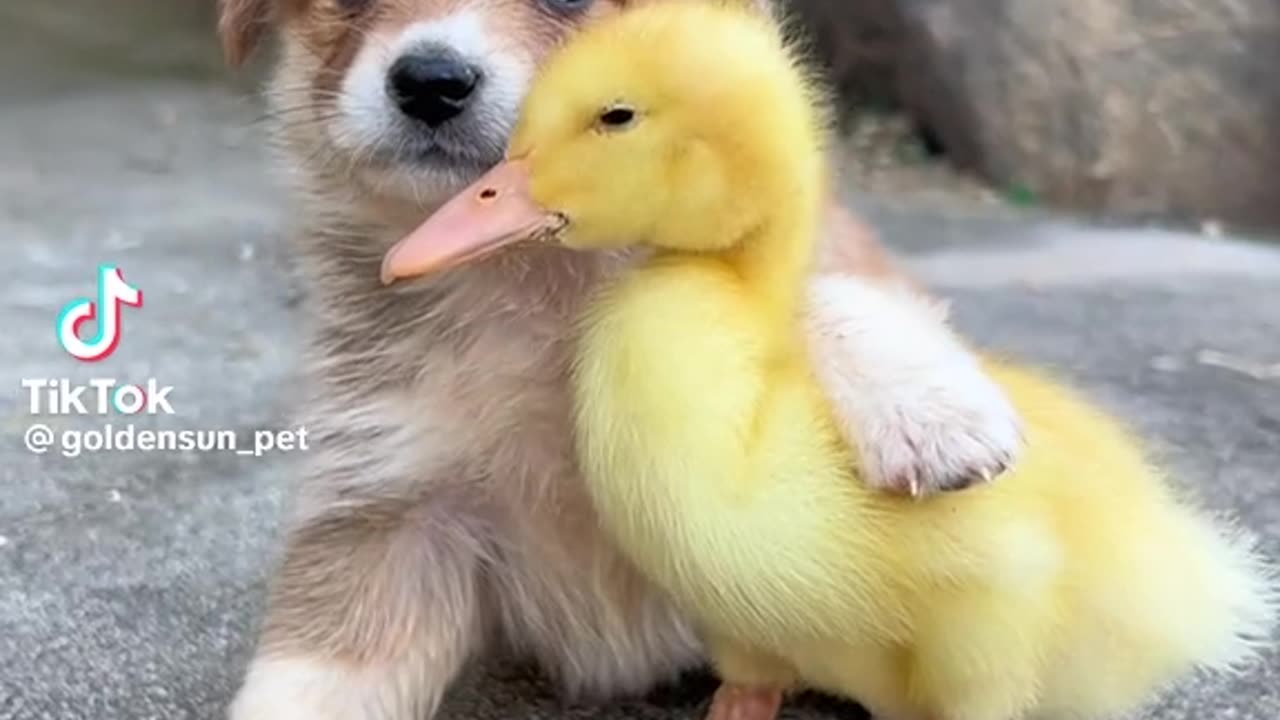 Cuteness overload