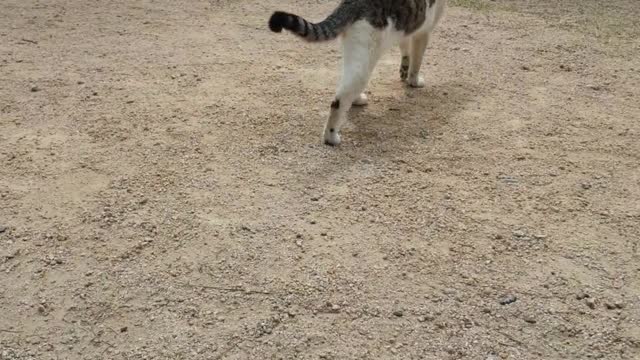 Korean cute animal cat.