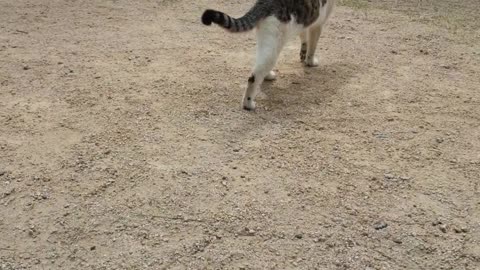 Korean cute animal cat.