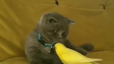 Cat And Parrot Playing Together