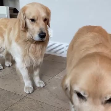 America dogs.10. Fun. everyday situations. Fun. Exclusive for summer 2021.