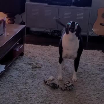 Bruno the pit bull is singing a new song