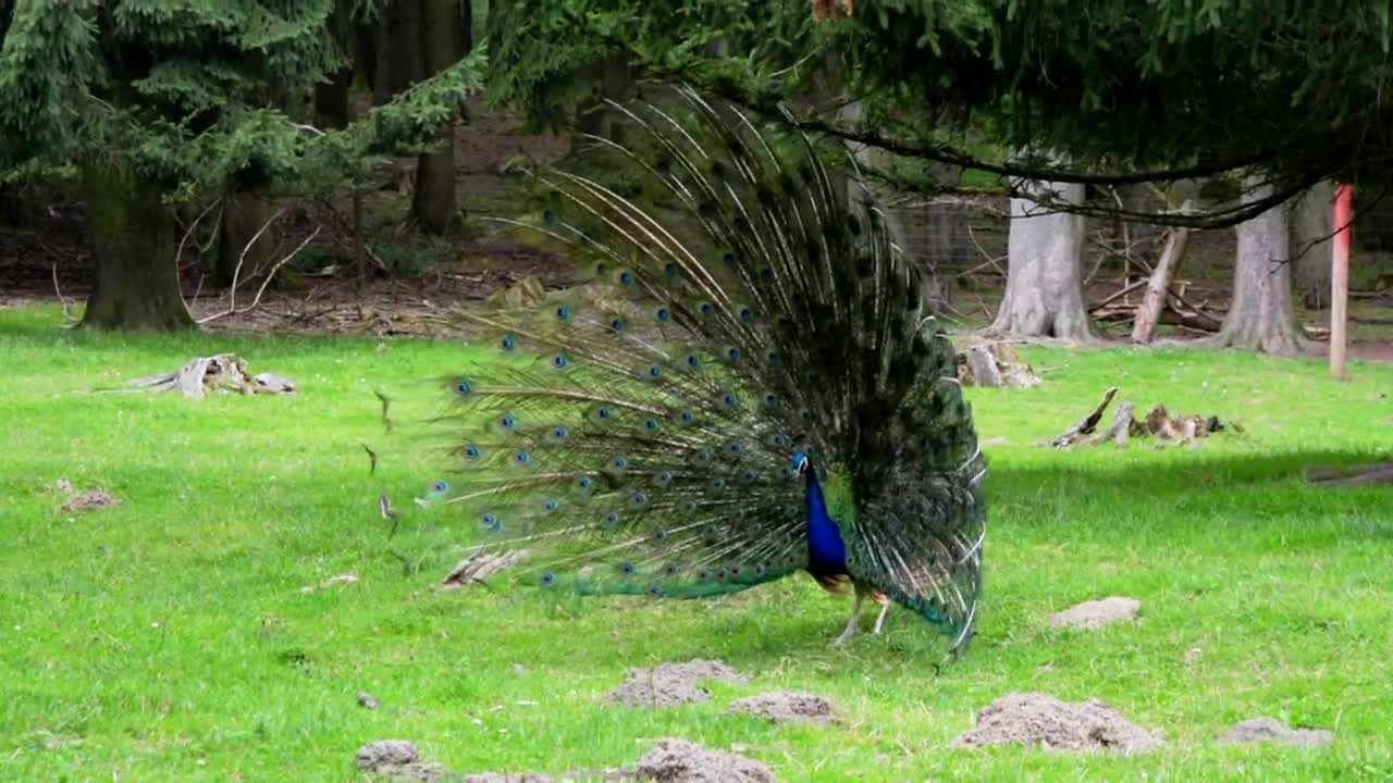 This male peafowl is displaying his big fan of beautiful tail-feathers