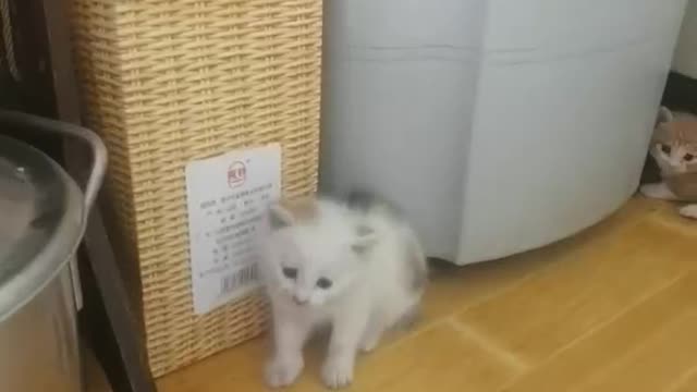 Three little kittens look at each other
