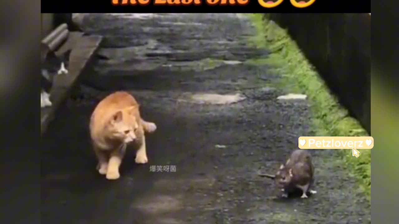 Cats scared of rat 🤣 funny kitten