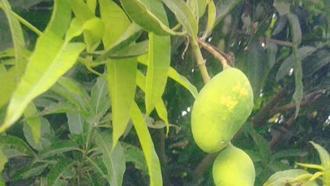 Mango Farm