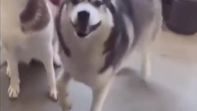Ultimate Baby Dogs - Cute and Funny Dog Videos