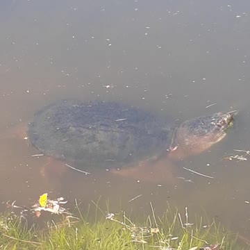 Snapping turtle in our nearby pond