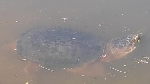 Snapping turtle in our nearby pond