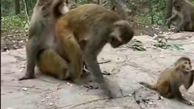 Crazy monkey moment