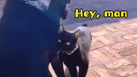 baby black cats cut