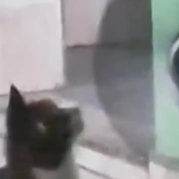 Funniest pets😁😁