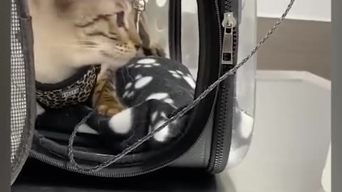 CATS CATS FUNNY CATS!