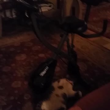 STINKY CAT AFTER WORKOUT!!!