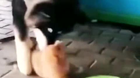 It's not easy for this puppy to get a bite of food!