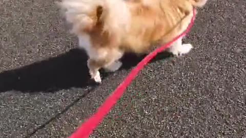 My Dog Likes To Exercise Like This