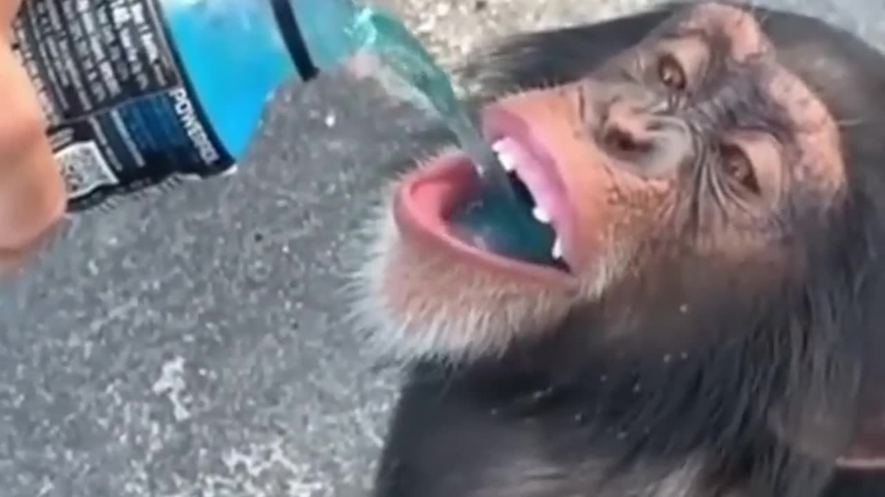 Drinking monkey 🐒🐒🐒🐒