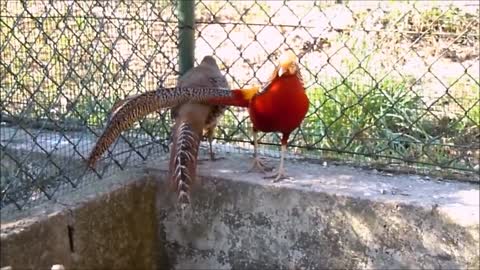 Golden Pheasants