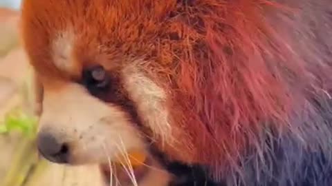 Red panda