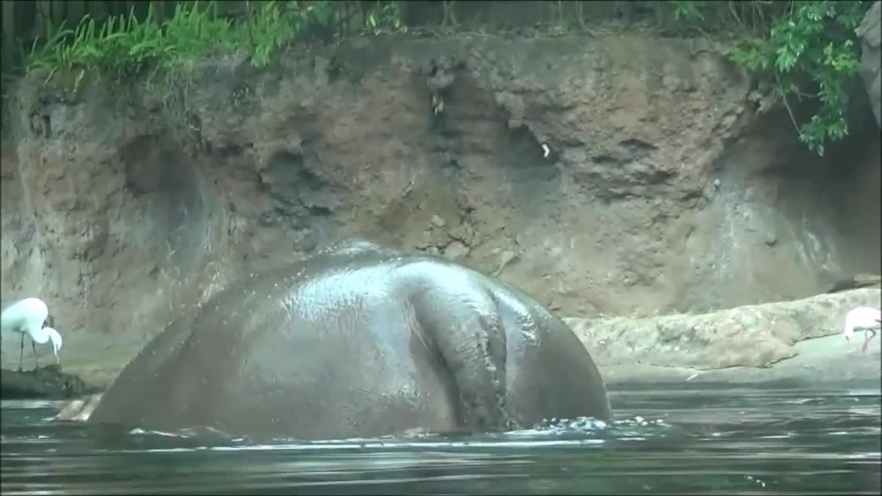 Hippo farts and poops !!