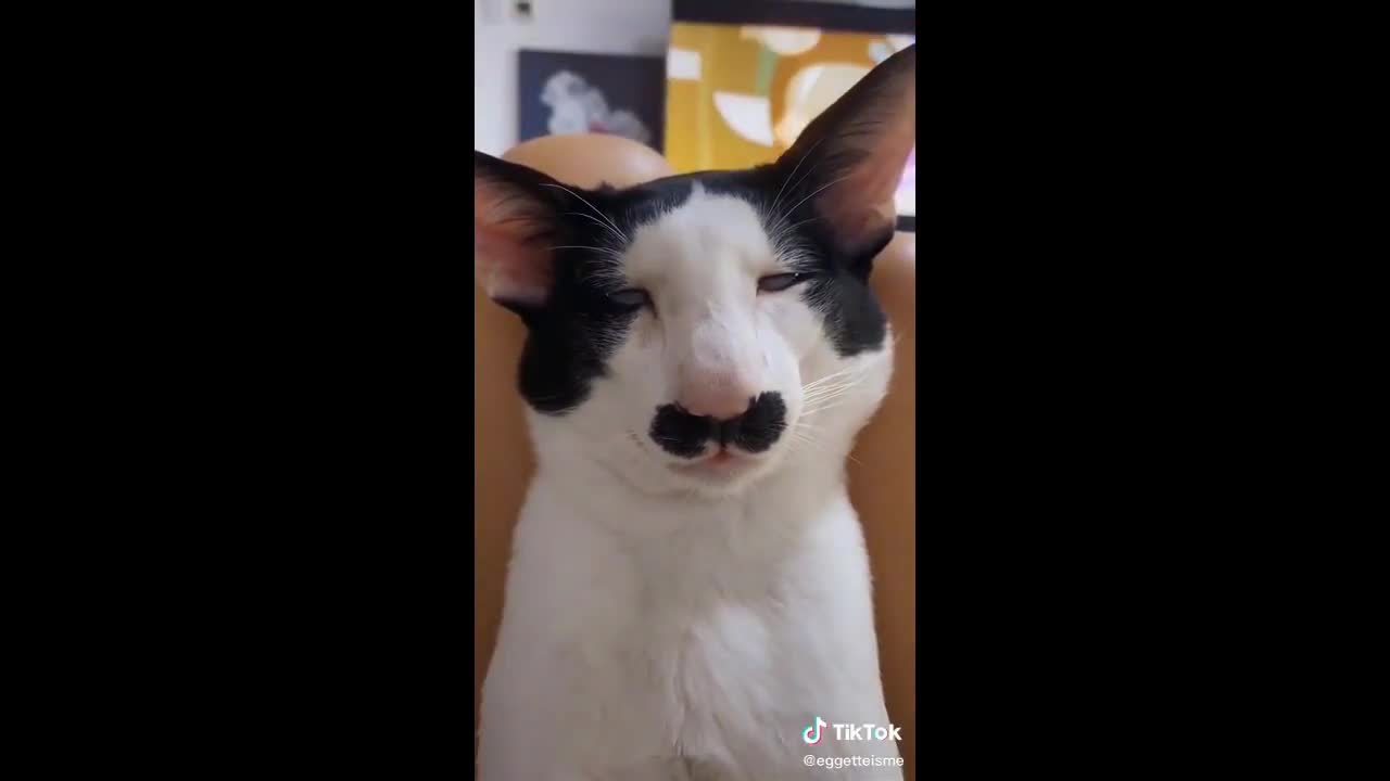 Cute Cats and Funny Animals Complilaton