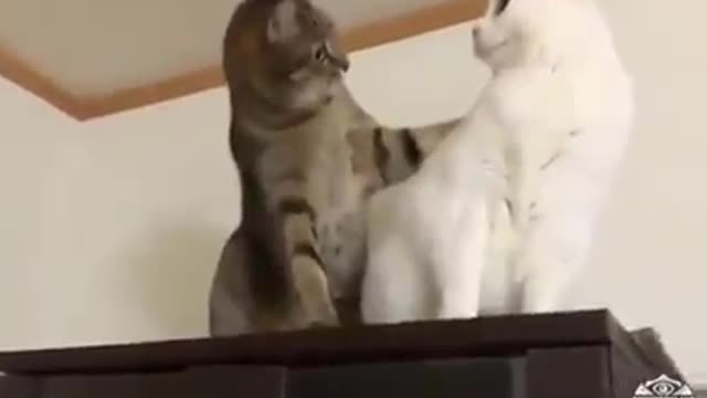 Funny Cat Videos Gays