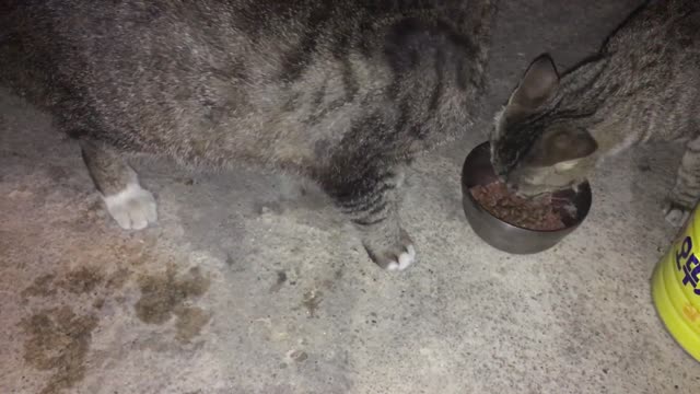 The cat is using its paws to intercept food. (2)