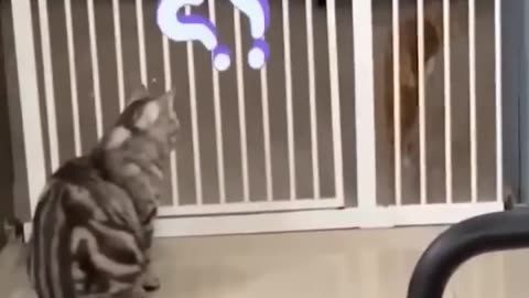 Funniest cats and dog video