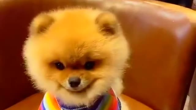 Tcute & funny dog -funny dog #shorts