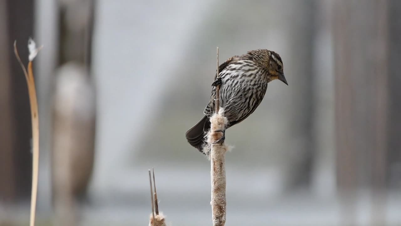 Natural beauty of birds 🐦 🐦‍⬛ ✨️ 💕 😌