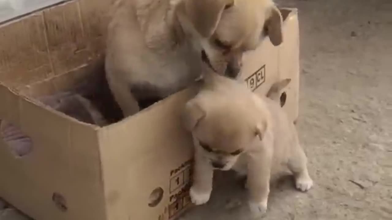 Mother and baby dog playing together