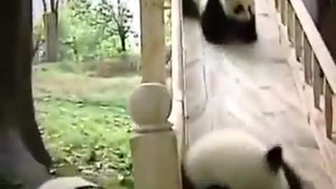 Funny Baby Panda On The Slide!!