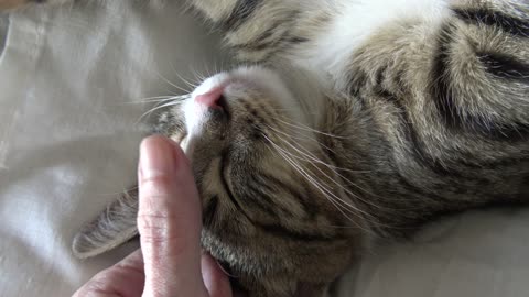 Sleep Is My Hobby