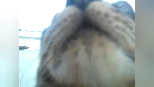 A cat loves to put her face in the camera