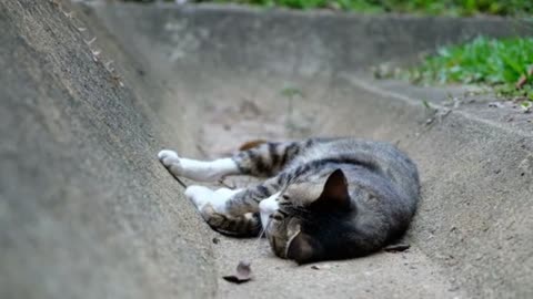 Close-Up Cat Rolling On The Ground