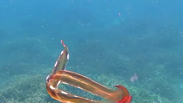 Rare octopus video shows 'once-in-a-lifetime encounter'