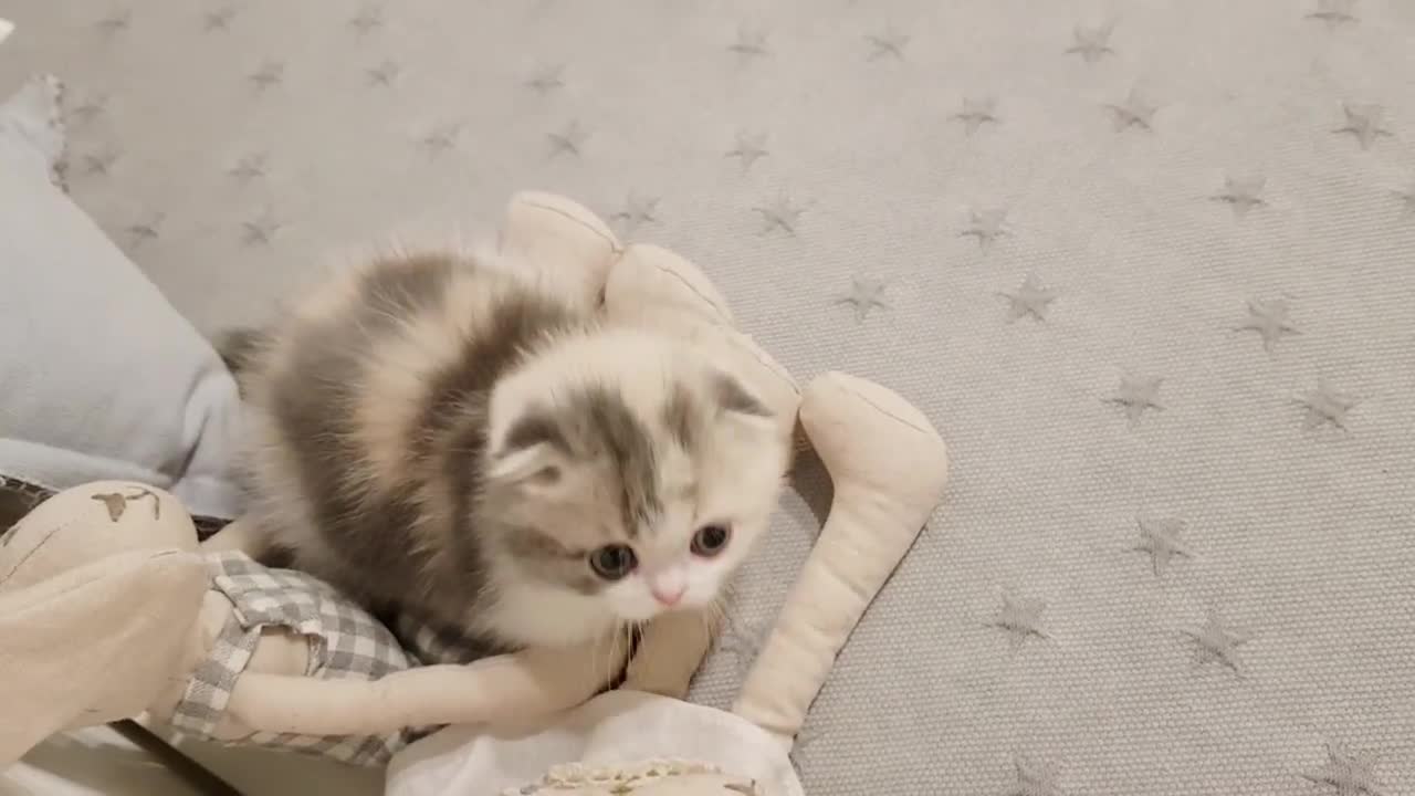 Cute kitten footage of short legs