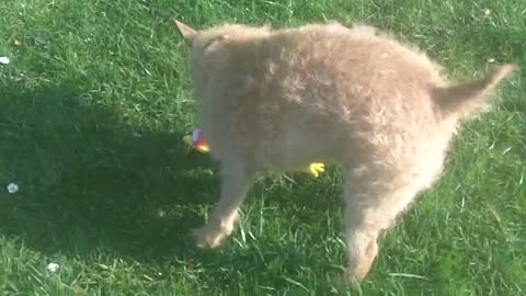 Cute Papperdale Playing With Touys