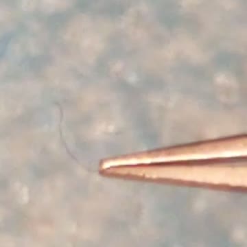 Did You Wear Your Morgie Mask Today?