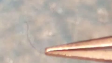 Did You Wear Your Morgie Mask Today?