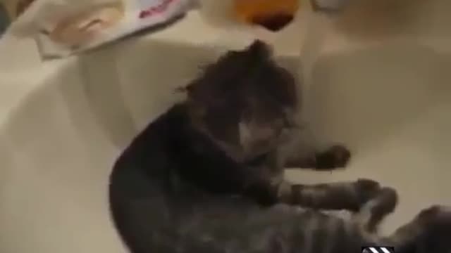 Cutest funny cat