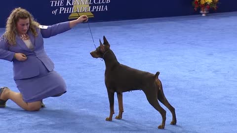 Dog Show, Working Group