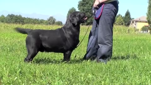 Labrador from Italy