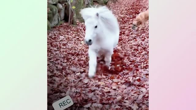would you like to keep a pony?