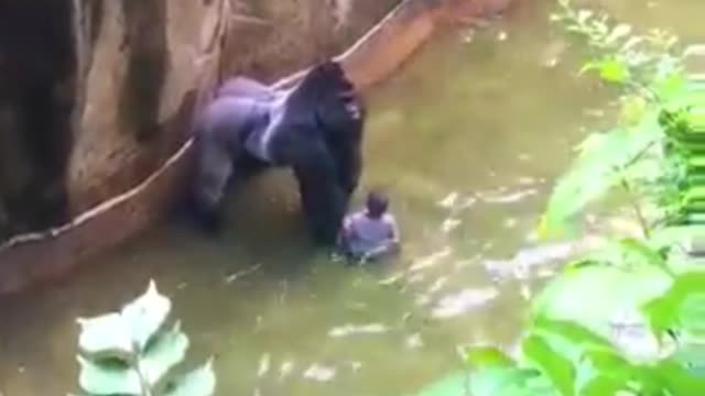 Gorilla captures a little kid