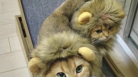 Two lovely little lions haha