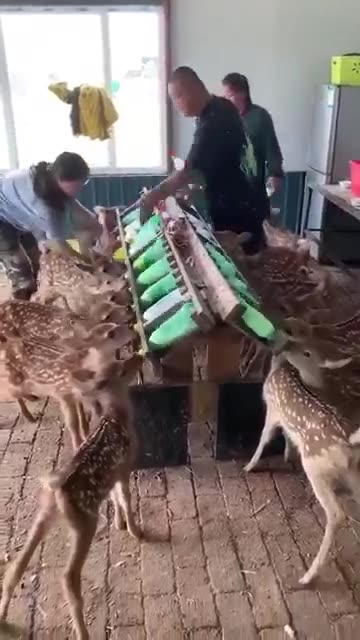 Young deers sucking milk faster than the speed of light