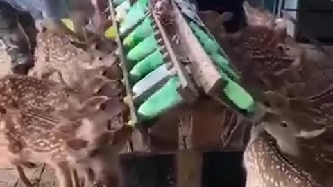 Young deers sucking milk faster than the speed of light